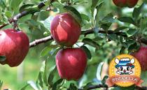 旬の果物（りんご・ぶどう・ブルーベリー）のイメージ画像